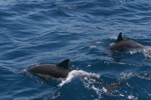 Dolphine Tenerife Prime product hubs Cheap all inclusive holidays to Tenerife